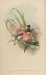 Heliothryx Auriculata = Heliothryx Aurita Auriculata